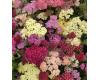 Achillea. Summer Pastels 80 seeds
